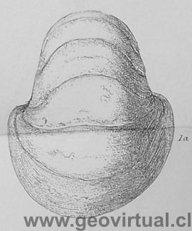 Nautilos - Nautilus de Darwin