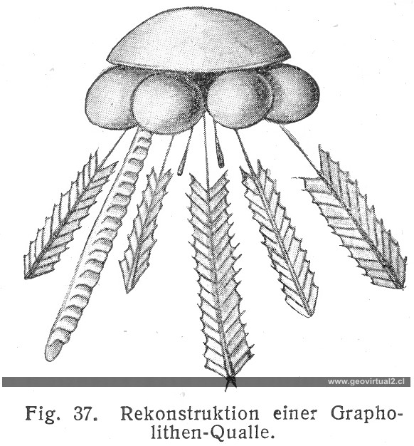 Animal de graptolites de Fraas 1910