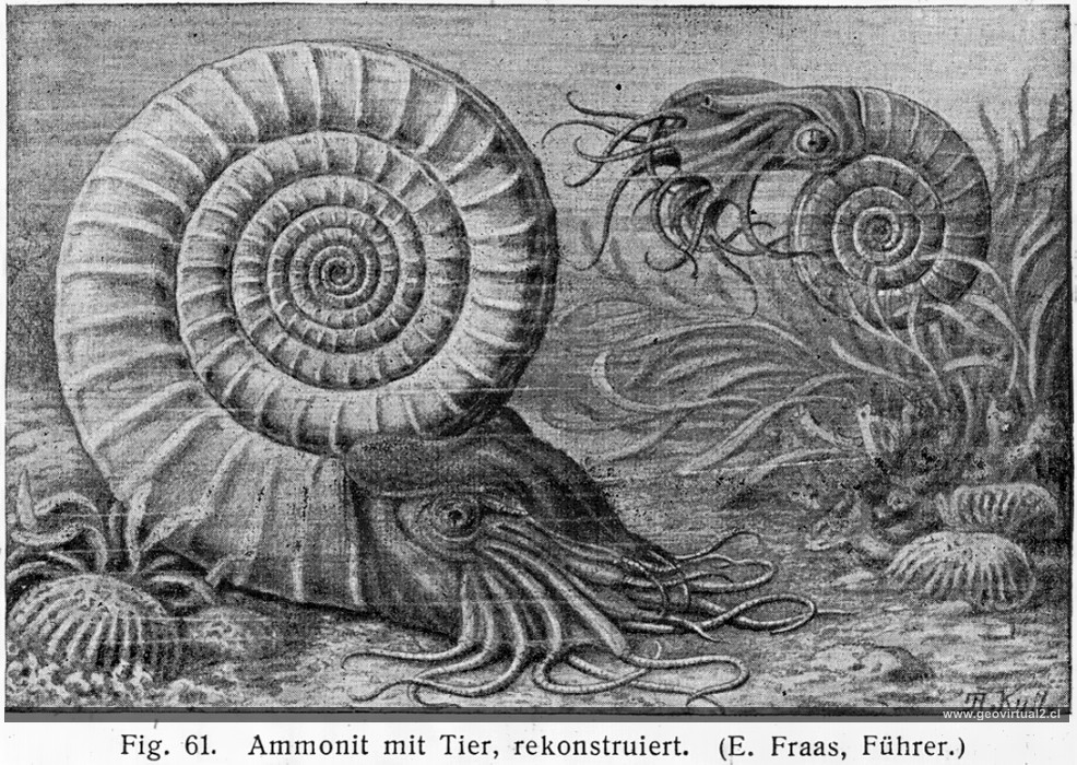 Ammonites en vivo, E. Fraas - 1910
