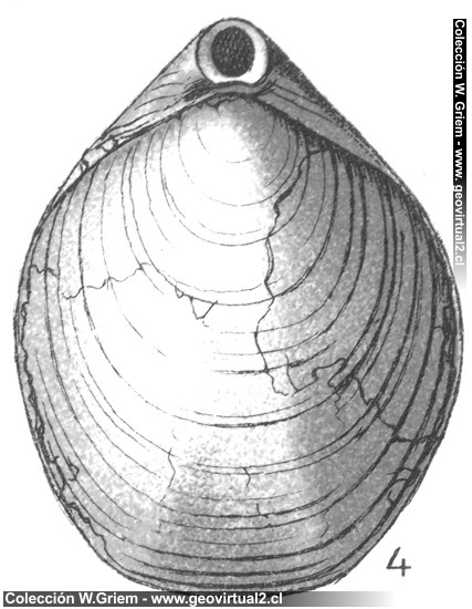 Platythyris comptonensis o Terebratula Moutoniana deÓrb una terebratula