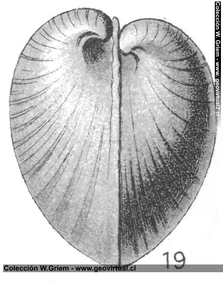 Gresslya abducta = Myacites abductus de Fraas, 1910