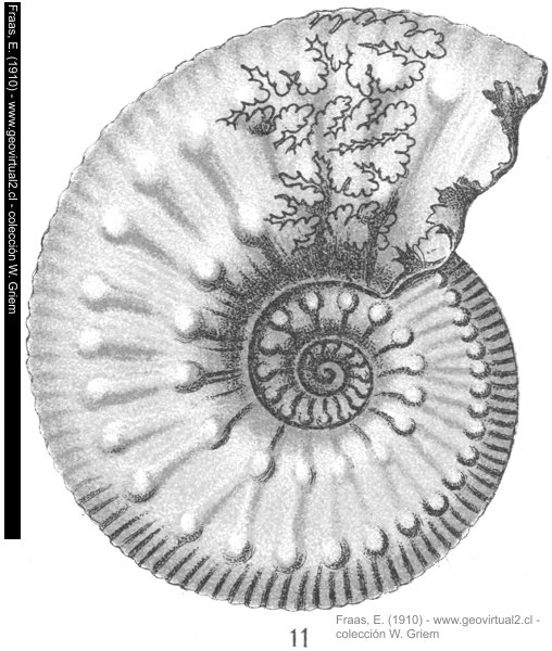 Liparoceras henleyi - Ammonites henleyi de Fraas, 1910