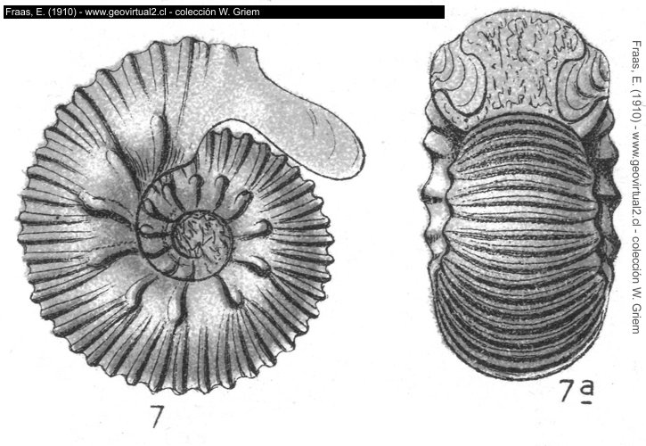 Otoites sauzei de Fraas, 1910: Ammonites sauzei
