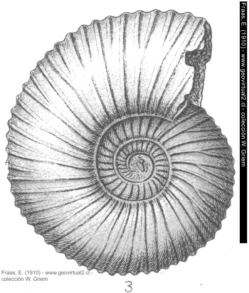 Parkinsonia Parkinsoni - Ammonites Parkinsoni de Fraas, 1910