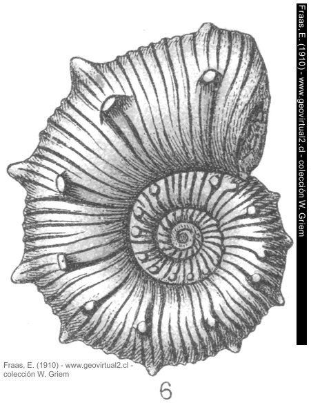 Ammonites Ornatus - Spinikosmoceras spinosum, Frass, 1910