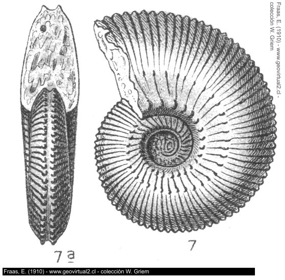 (Zugo) Kosmoceras jason - Fraas, 1910: Ammonites Jason