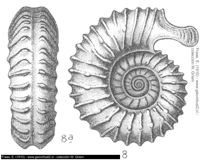 Ammonites bifurcatos - Strenoceras subfurcatum: Fraas, 1910
