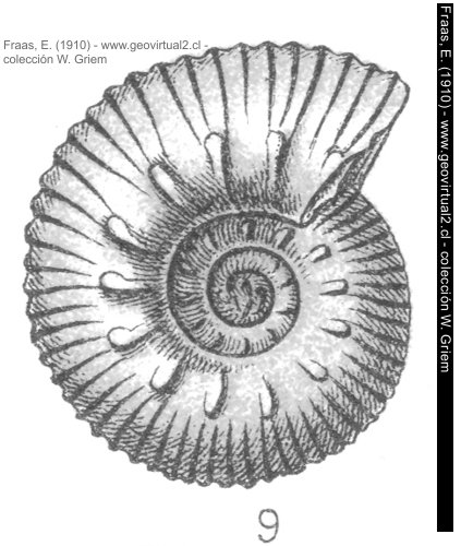 Ammonites stephanoides - Prorasenia stephanoides - Fraas, 1910