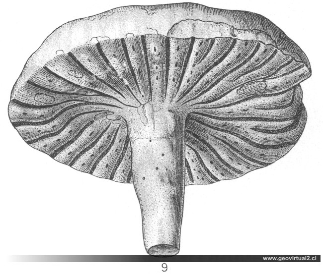 Coeloptychium agaricoides de Eberhard Fraas