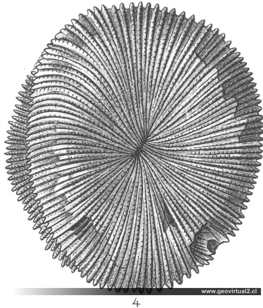 Montlivaltia helianthoides de Eberhard Fraas