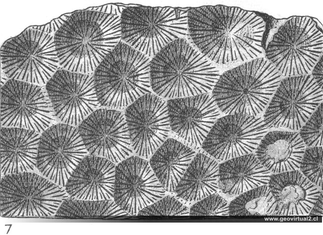 Isastraea helianthoides de Eberhard Fraas