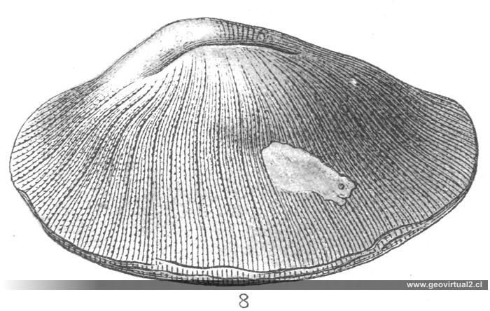 Cyclolites undulata: Fraas 1910