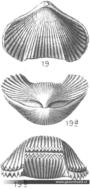 Cyclothyris vespertilio, Fraas 1910