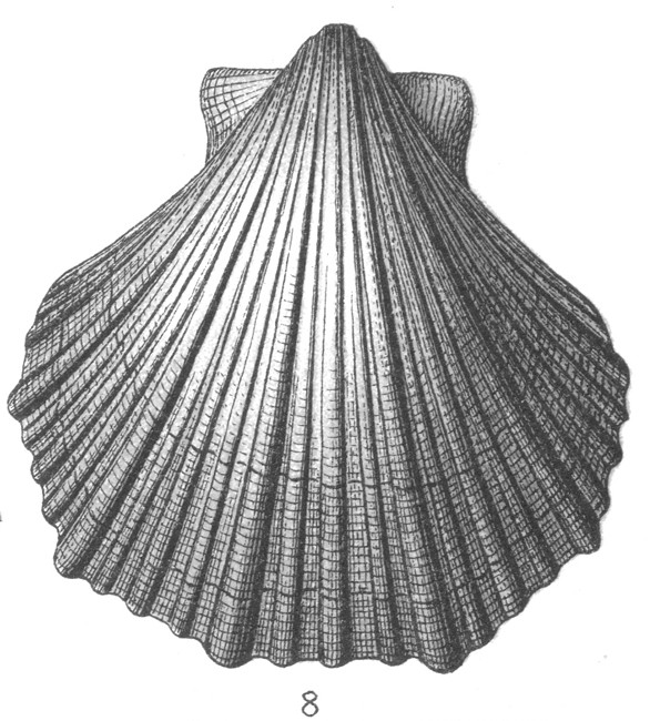 FRAAS, 1910:  Neithea gibbosa (pecten cuadricostatus)