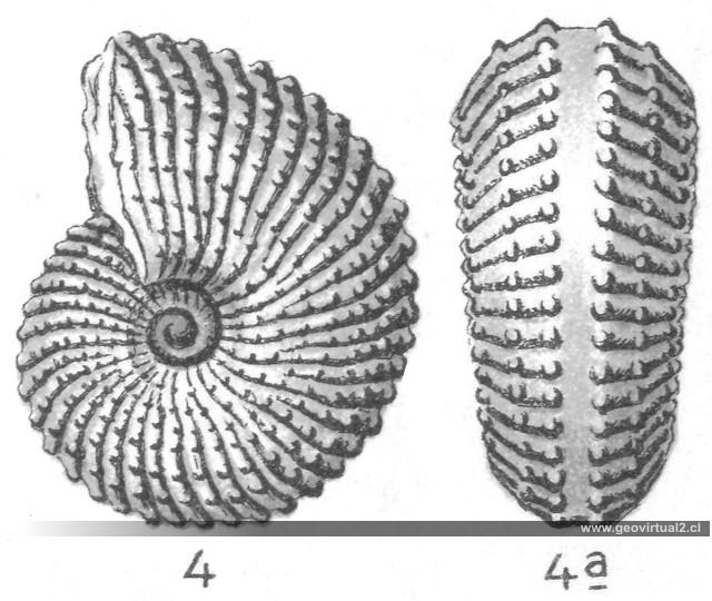 Trachyceras, ammonites - FRAAS,1910