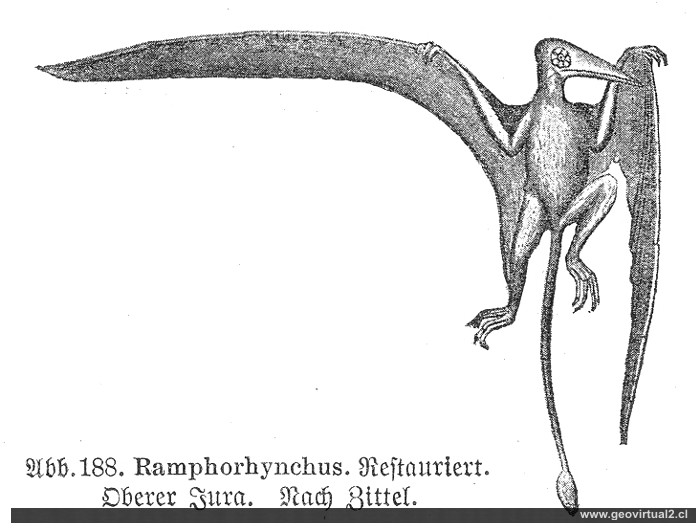 Ramphorhynchus