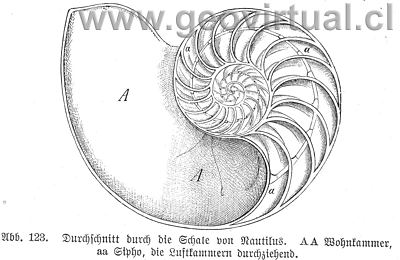 Nautilos aratus Schloth. (según Haas, 1902)
