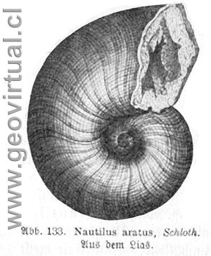 Nautilos aratus (según Haas, 1902)