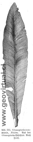 Glossopteris de Haas 1902