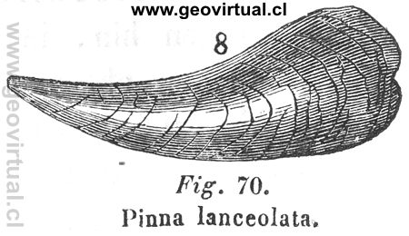 Pinna lanceolata de Hartmann 1843