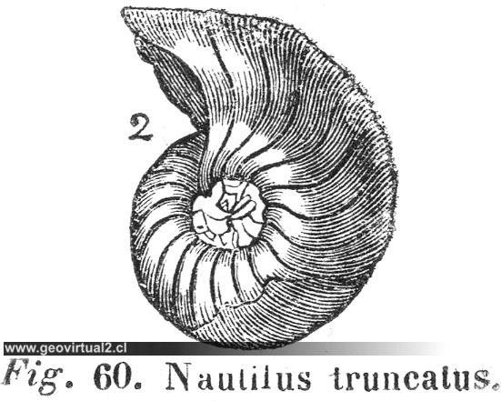 Nautilus Truncatus