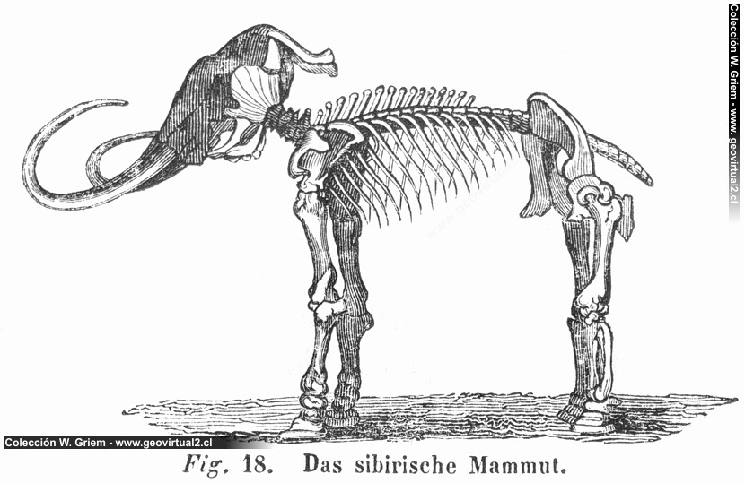 Mammut / mamut siberiano de Hartmann (1843)