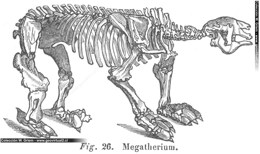 Megatherium de Hartmann (1843)