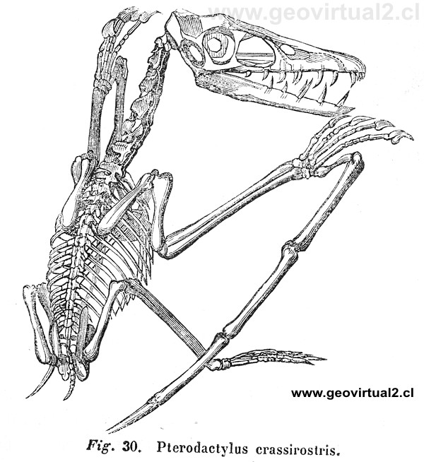 Pterodactylus según Hartmann (1843)
