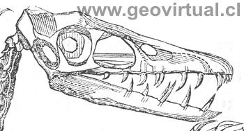 Pterodactylus (Hartmann, 1843)