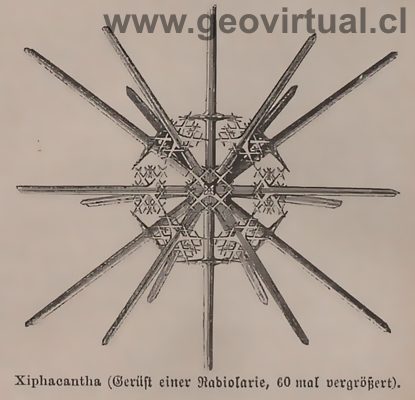 Radiolaria de Otto Krummel (1886)