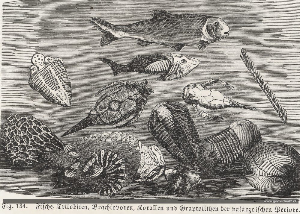 Ludwig, 1861: Dibujo de la vida paleozoica