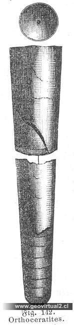 Ludwig, 1861: Orthoceratites