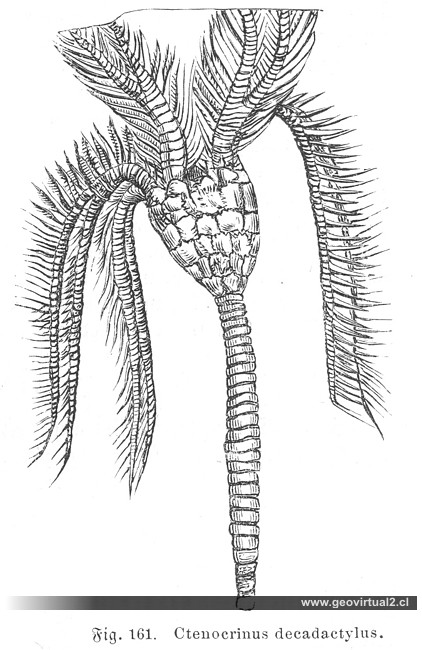 Ctenocrinus decadactylus (Ludwig, 1861)