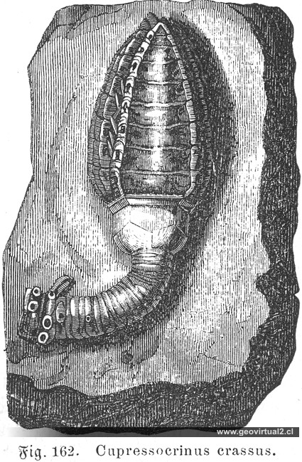Cupressocrinus crassus (Ludwig, 1861) = Cupressocrinites crassus