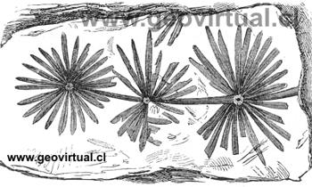 annularia longifolia de Rudolph Ludwig (1861)