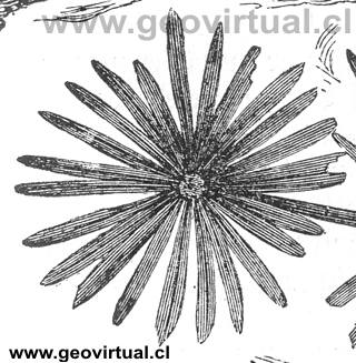 annularia longifolia