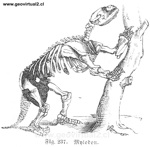 Mylodon de Rudolph Ludwig (1861)