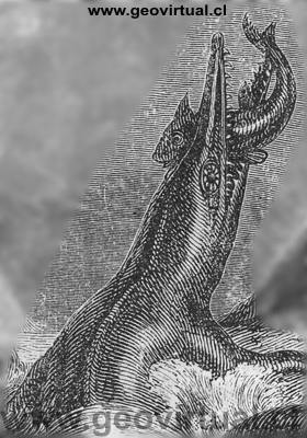 Un dibujo del Ichthyosaurus (Ictiosauros) - Ludwig (1861)