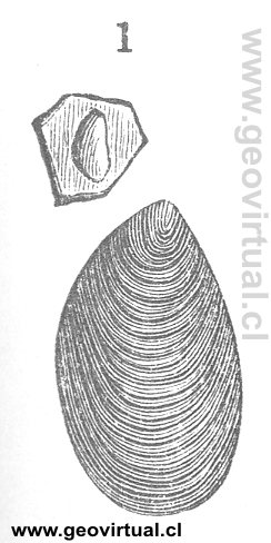 Lingulella ferruginea de Neumayr 1897