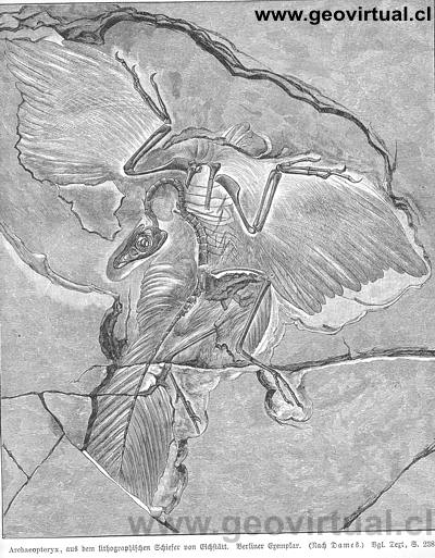 Archaeopteryx de Berlin