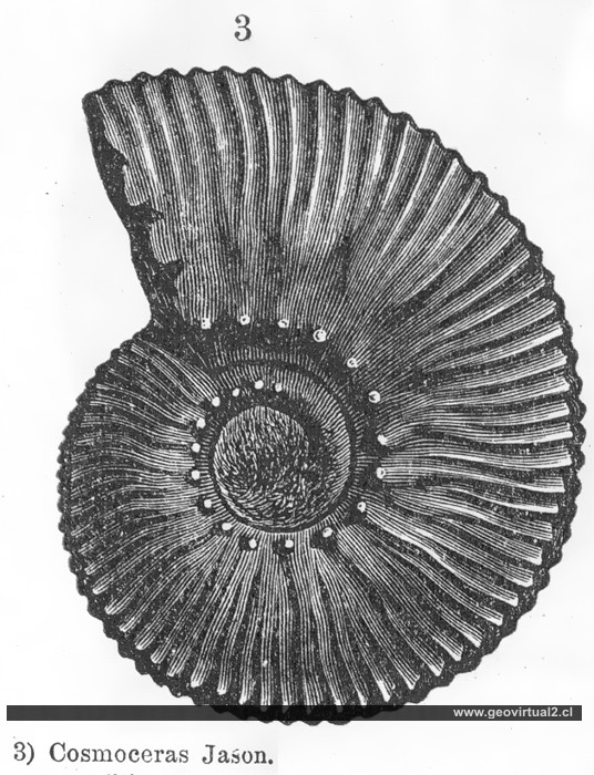 Ammonites: Cosmoceras Jason