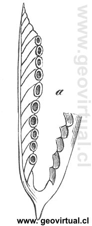 graptolites Prionotus geminus