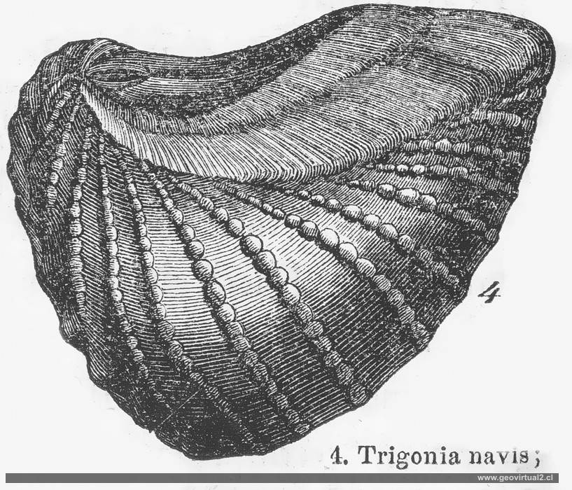 Trigonia navis, un lamelibranquio de los paleaoheterodonta