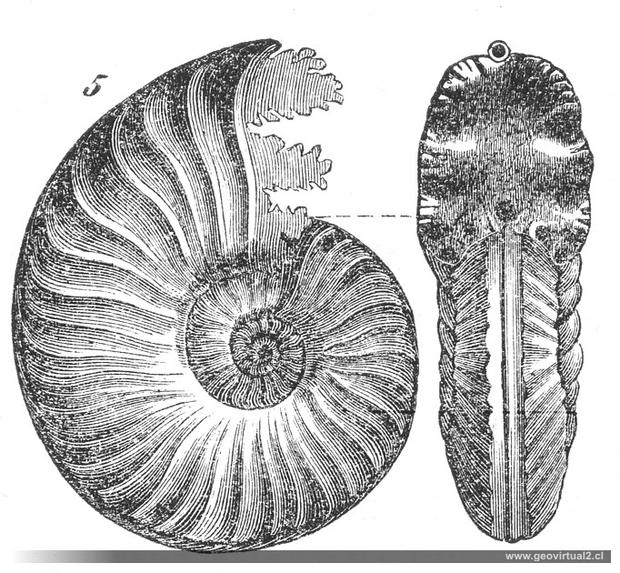 ROSSMAESSLER: Ammonites