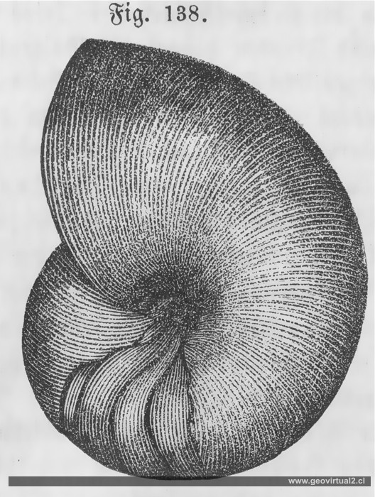 Nautilus de Schoedler, 1863
