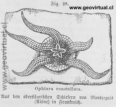 Ophiura constellata del silúrico superior de Siegmund, 1877
