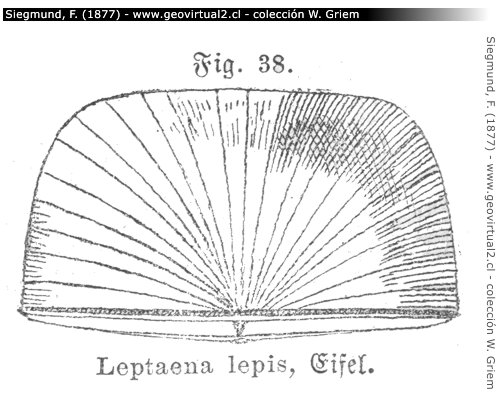 Leptena lepis de Siegmund, 1877