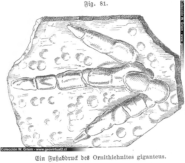 Ornithichnites de Siegmund, 1877