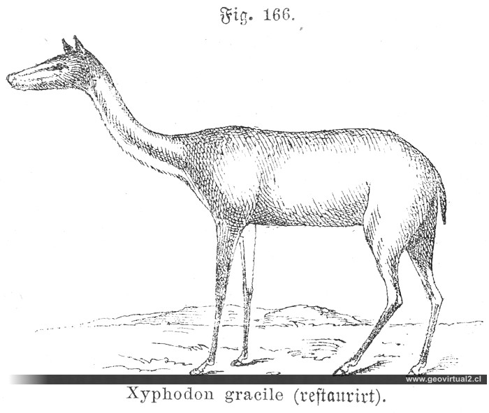 Xylophodon o Xilophodon