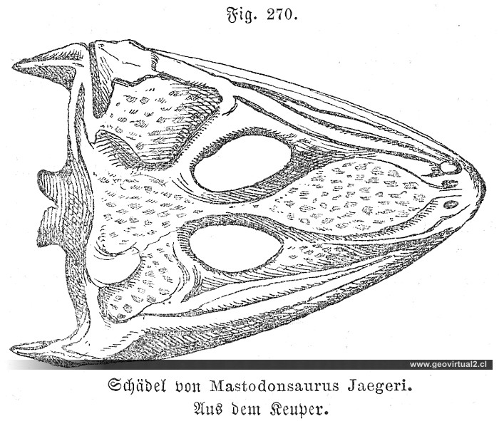Mastodonsaurus